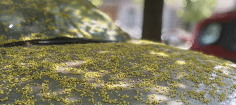 It’s Pollen Season