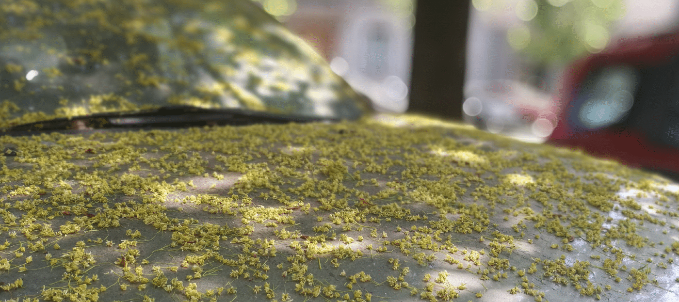 The hood of a car filled with pollen.